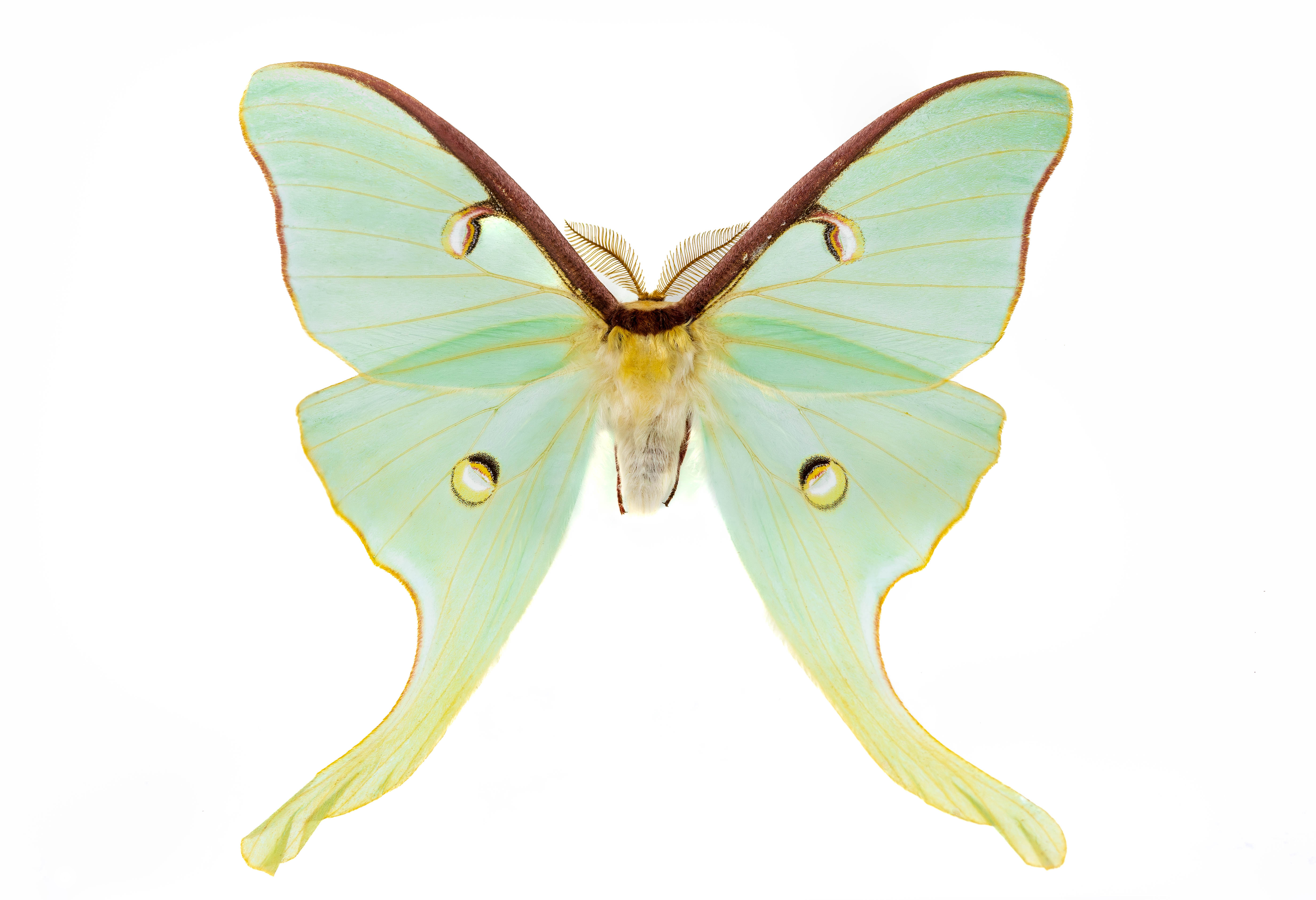 Actias luna